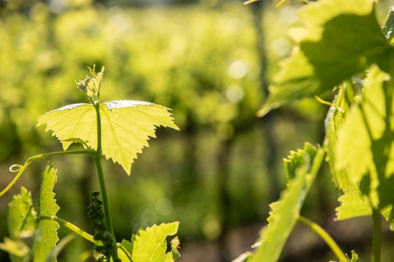 Agriturismo Casale Ugolini 몬테스페르톨리 외부 사진